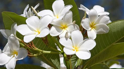 frangipani colours australia.